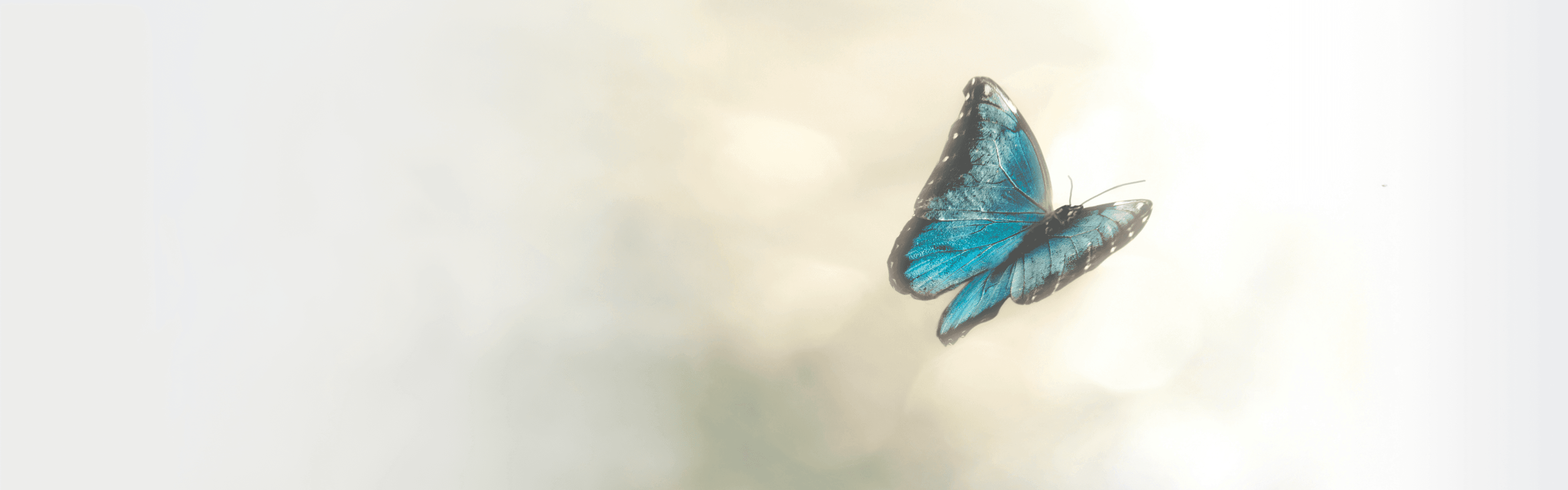 Butterfly flies in the sky