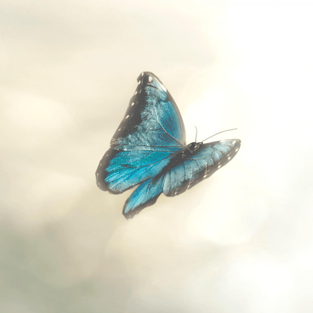 Butterfly flies in the sky