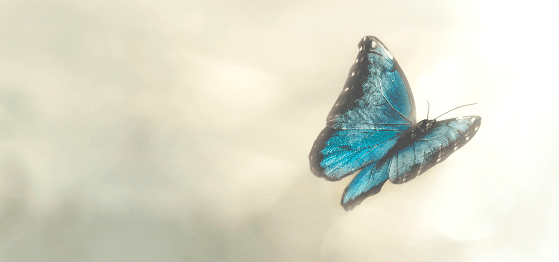 Butterfly flies in the sky