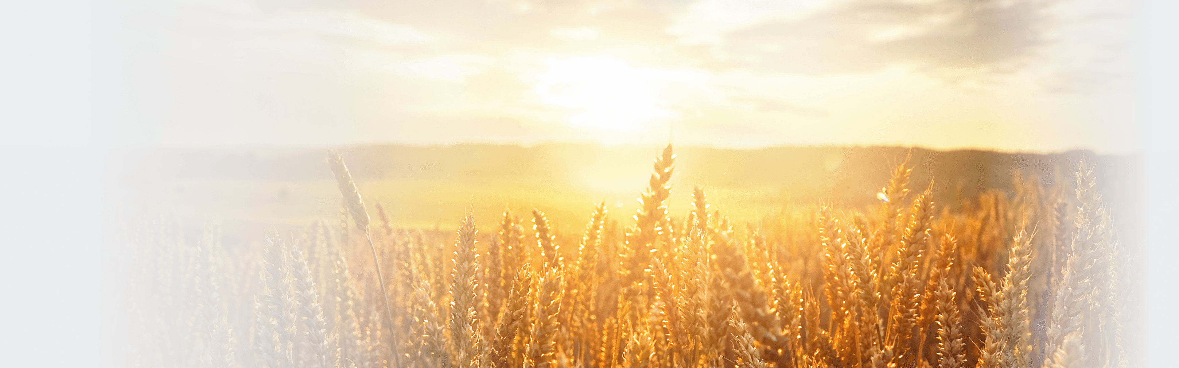Field of ripe golden wheat in rays of sunlight at sunrise against background of sky with clouds
