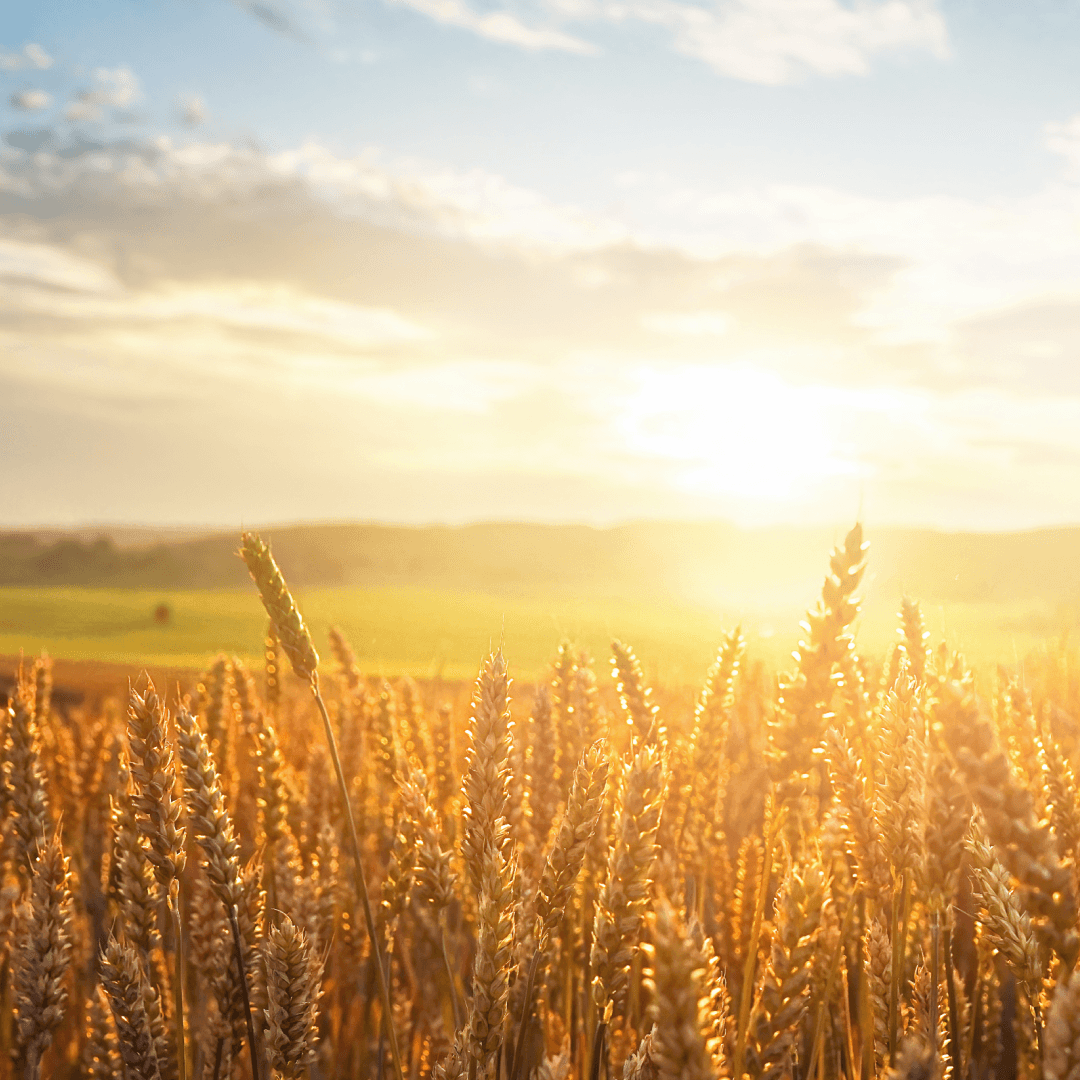 Field of ripe golden wheat in rays of sunlight at sunrise against background of sky with clouds