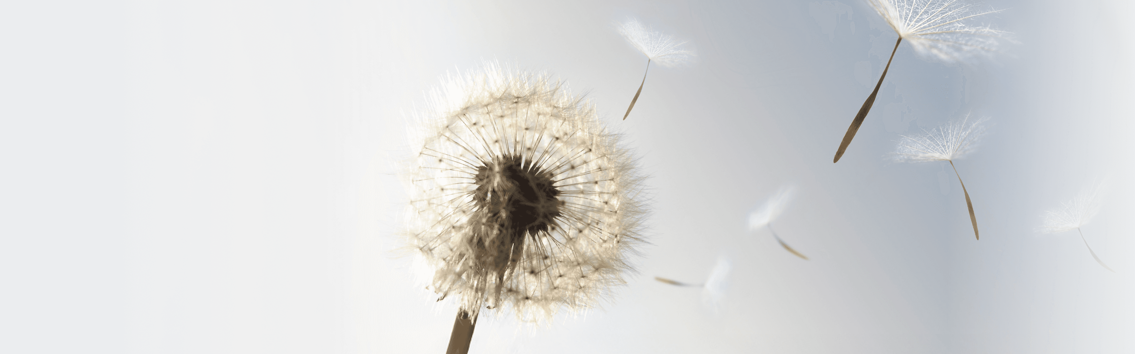 A dandelion blowing seeds in the wind