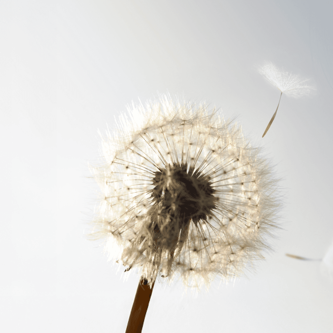 A dandelion blowing seeds in the wind
