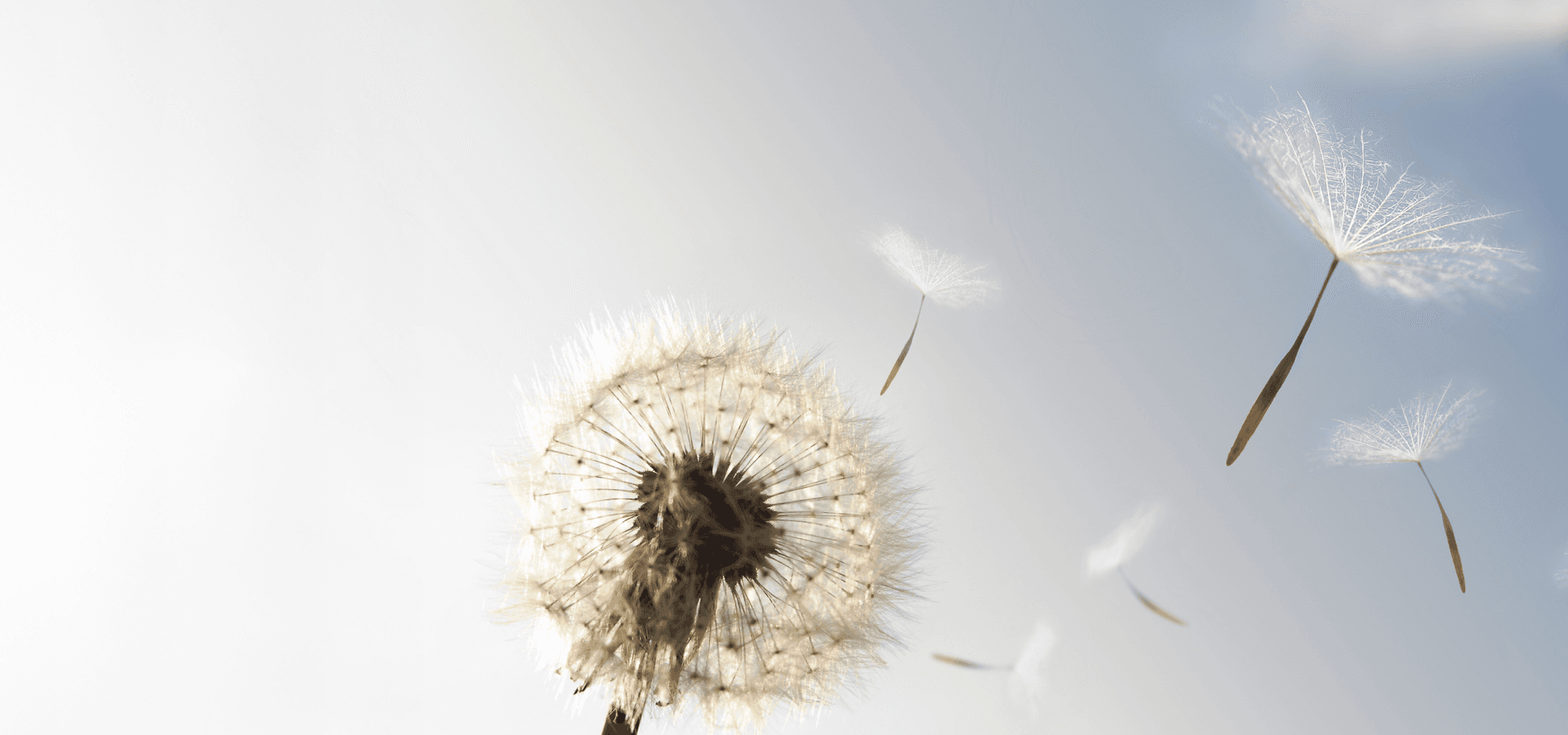 A dandelion blowing seeds in the wind
